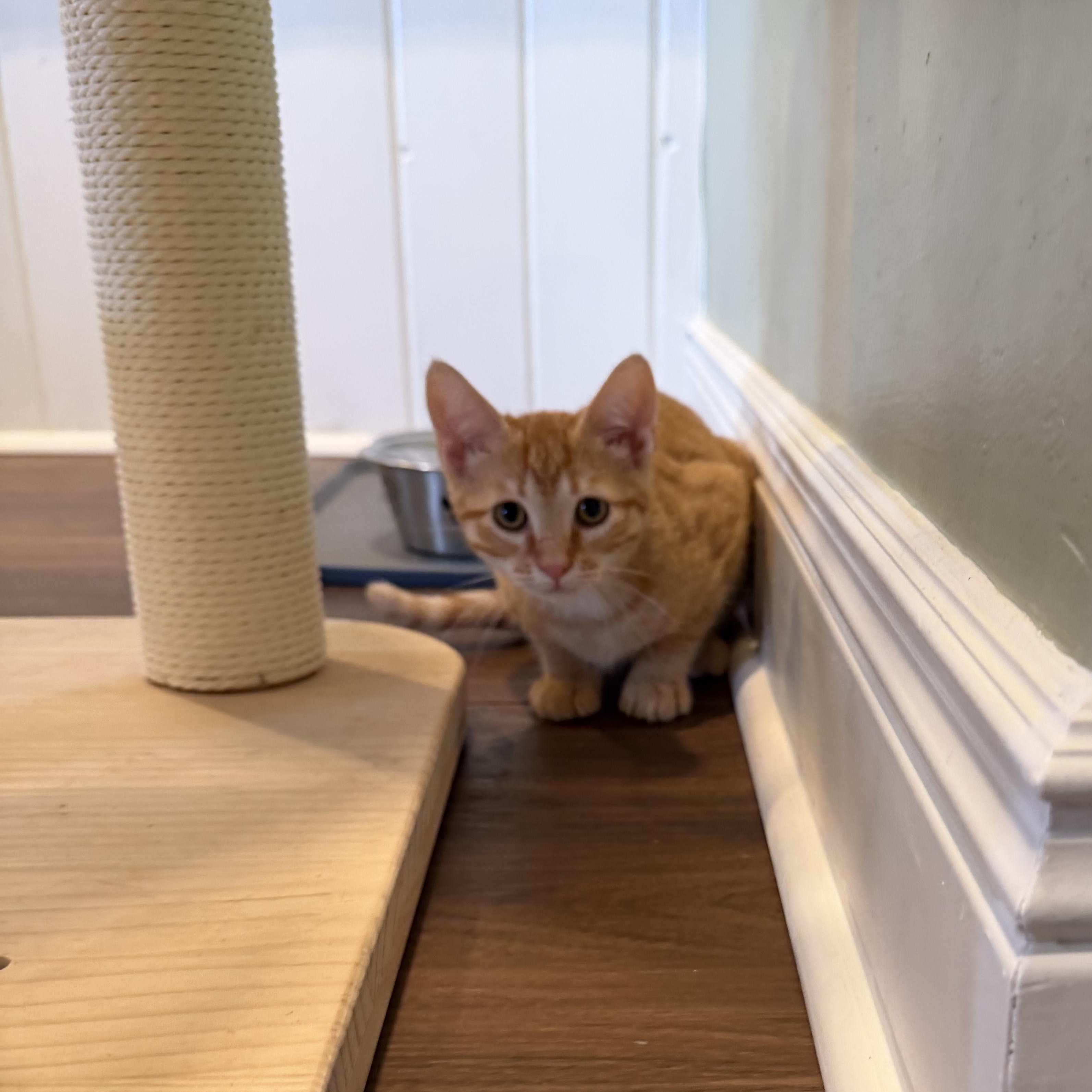 Kaighn, an adopted Domestic Short Hair in Bellmawr, NJ image 2/2
