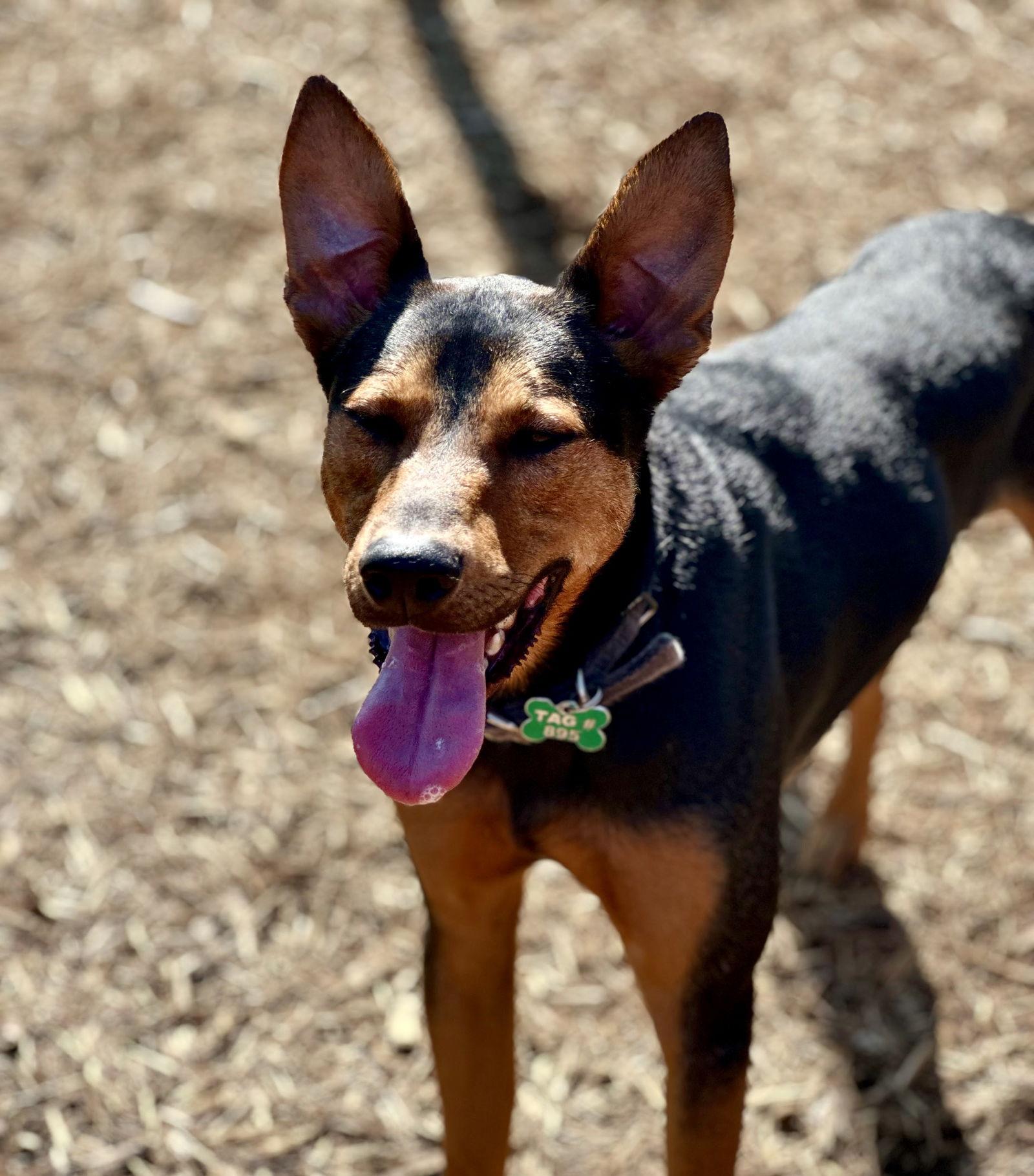 Ziggy, Adoptable, Young Male Doberman Pinscher & Shepherd.