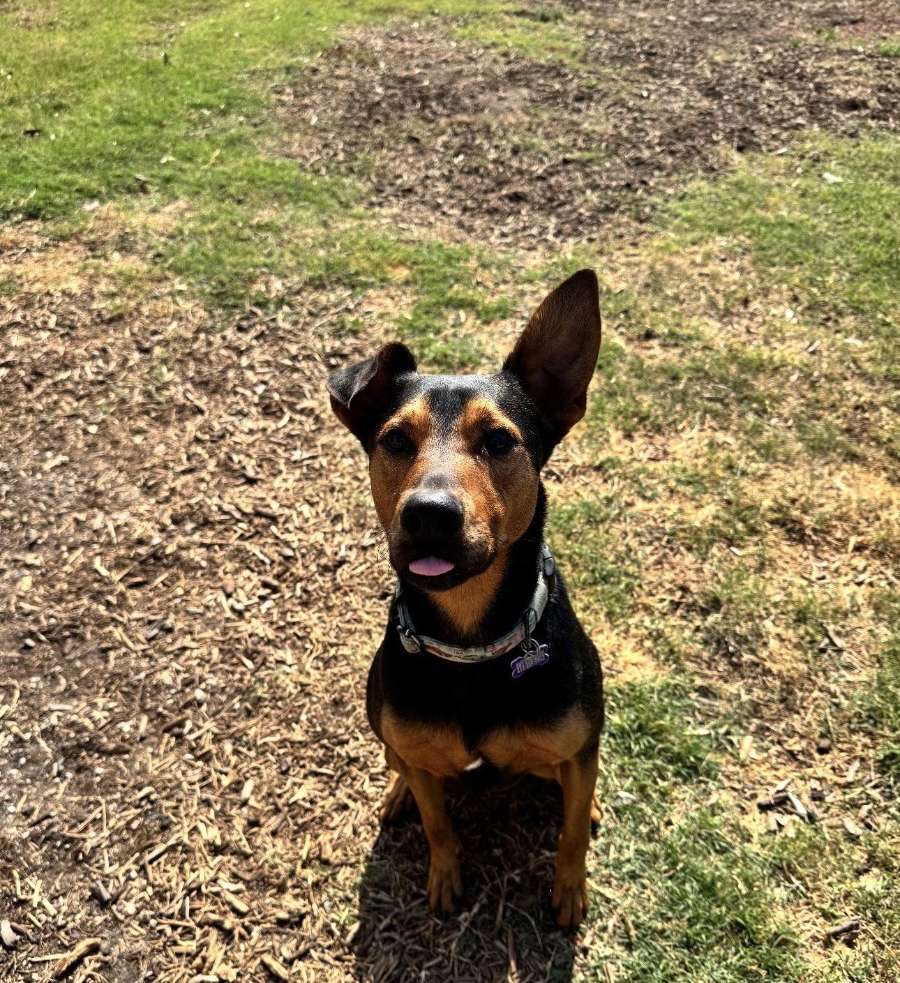 Ziggy, Adoptable, Young Male Doberman Pinscher & Shepherd.