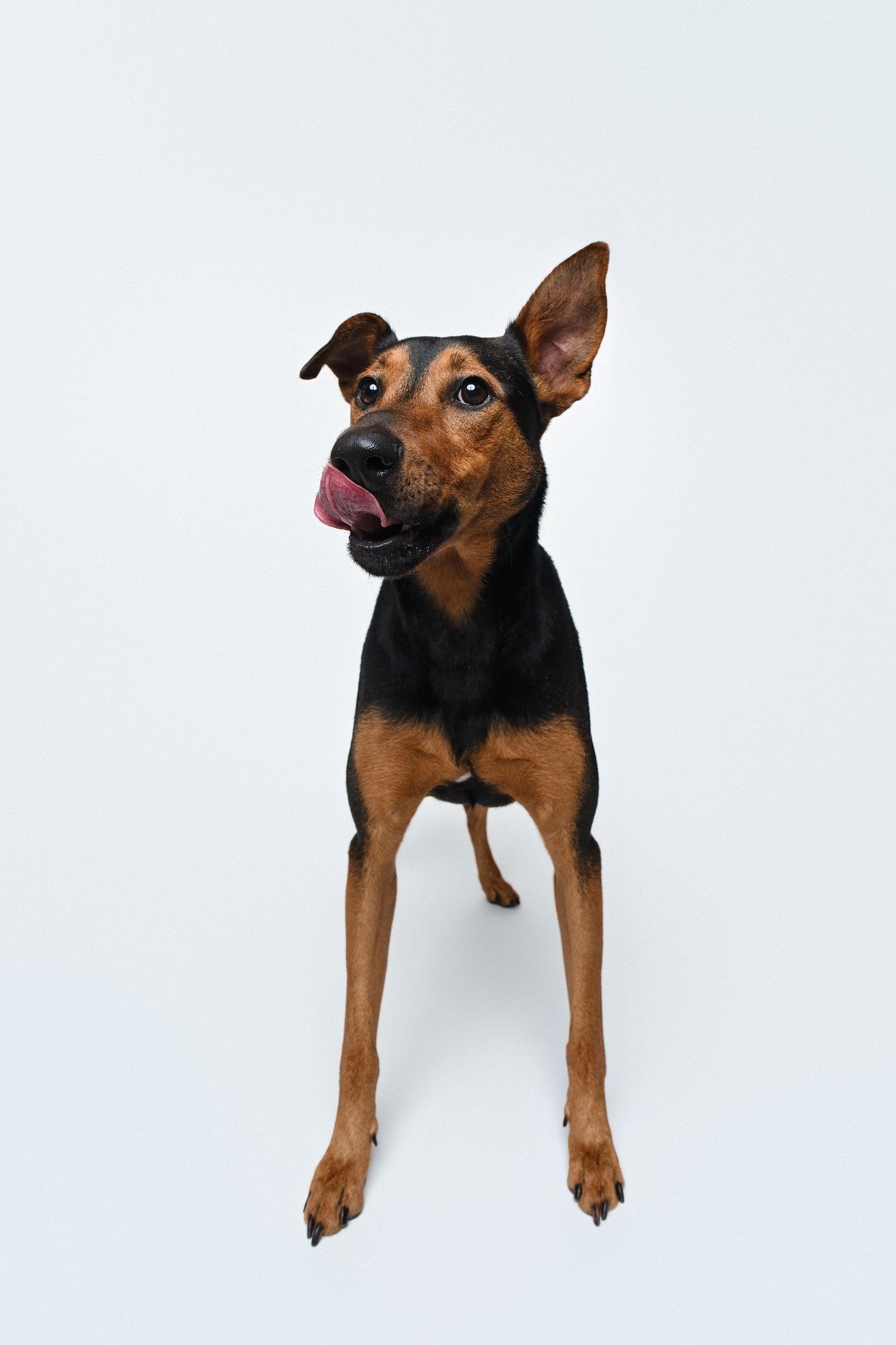 Enlarge Ziggy, a Adoptable mixed breed in Houston, TX image 1/3