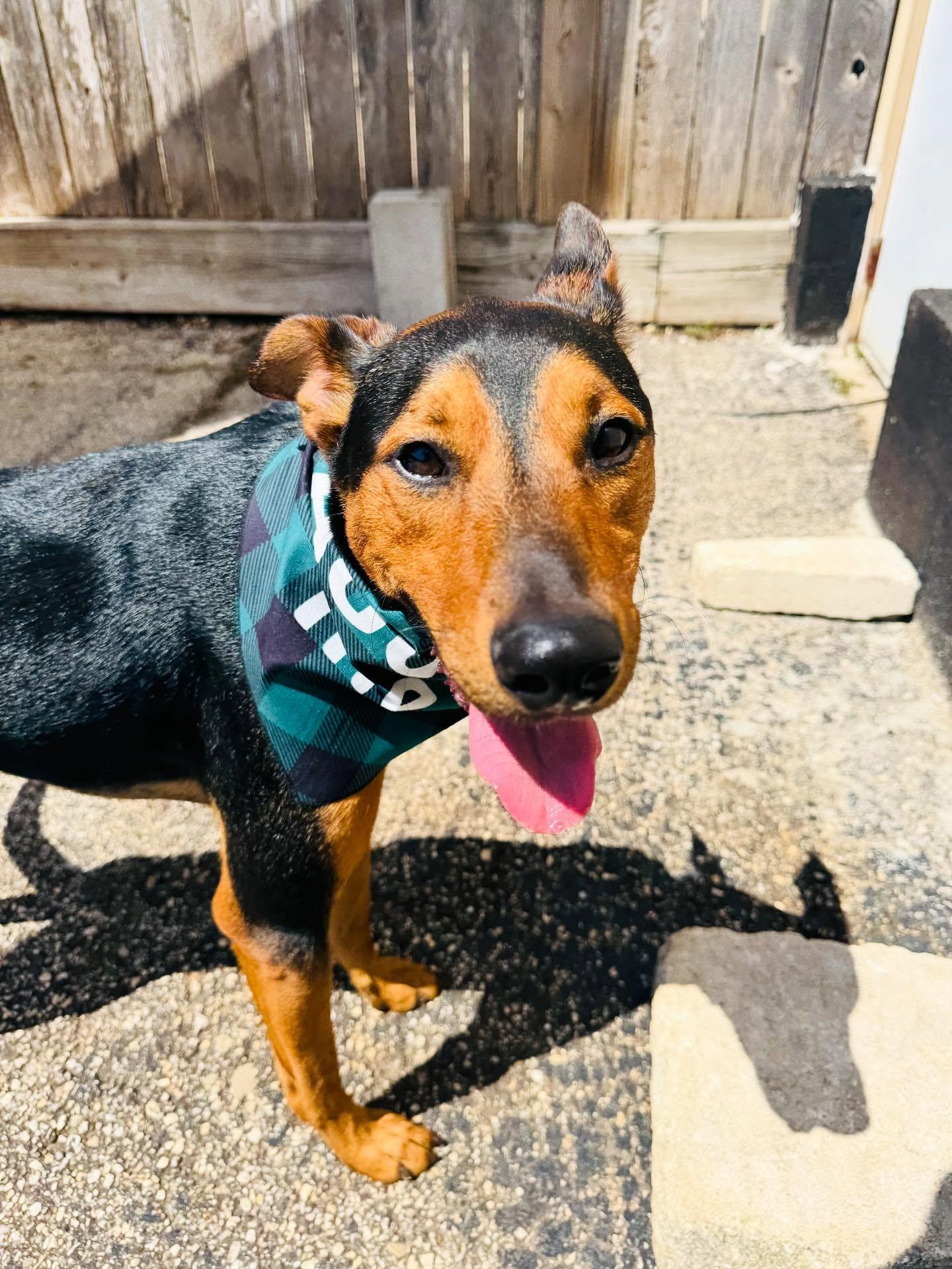 Enlarge Ziggy, a Adoptable mixed breed in Houston, TX image 2/3