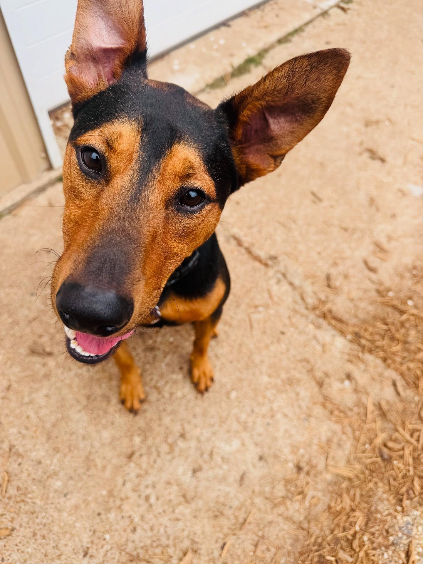 Enlarge Ziggy, a Adoptable mixed breed in Houston, TX image 3/3
