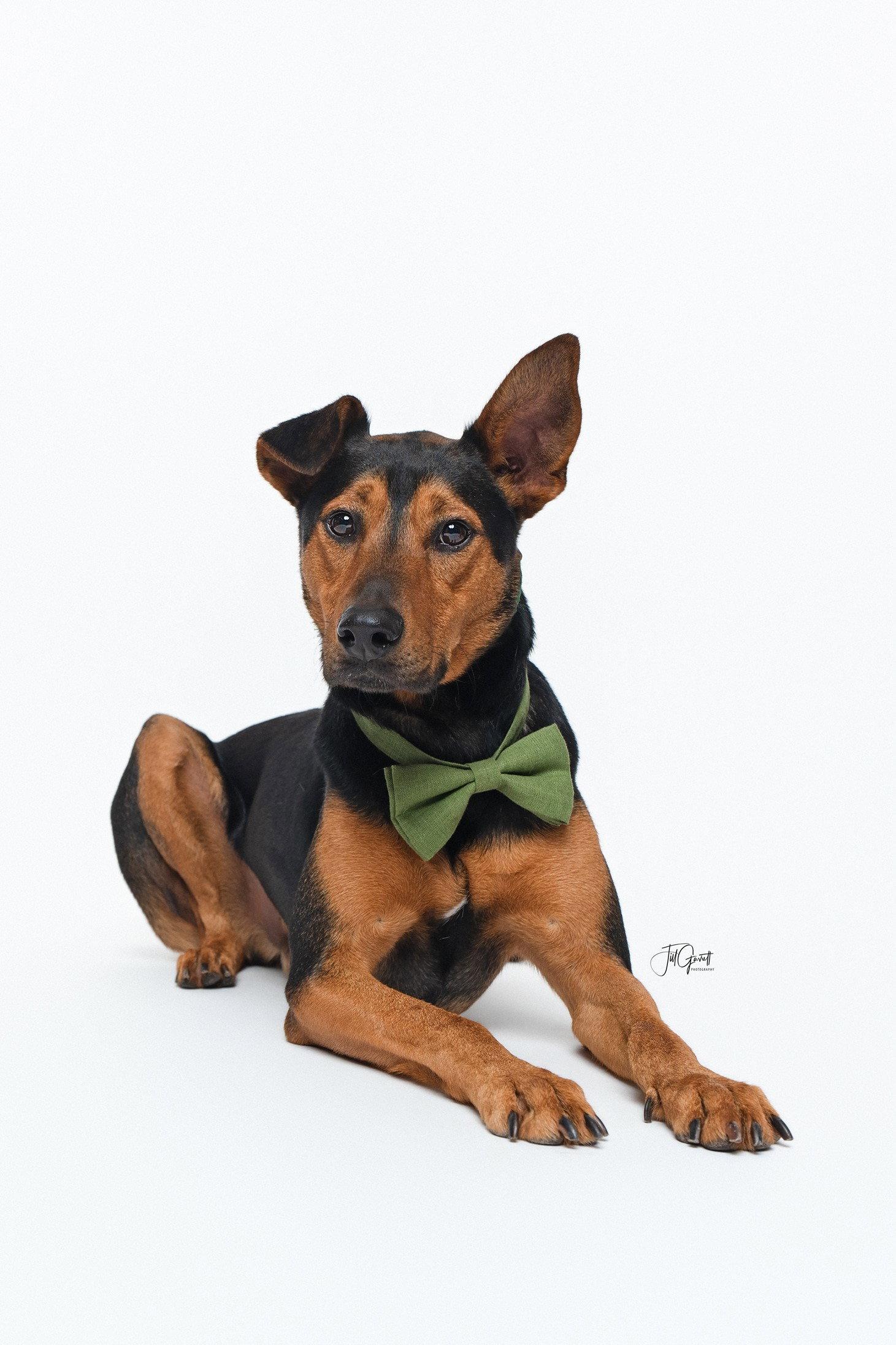 Enlarge Ziggy, a Adoptable mixed breed in Houston, TX image 2/3