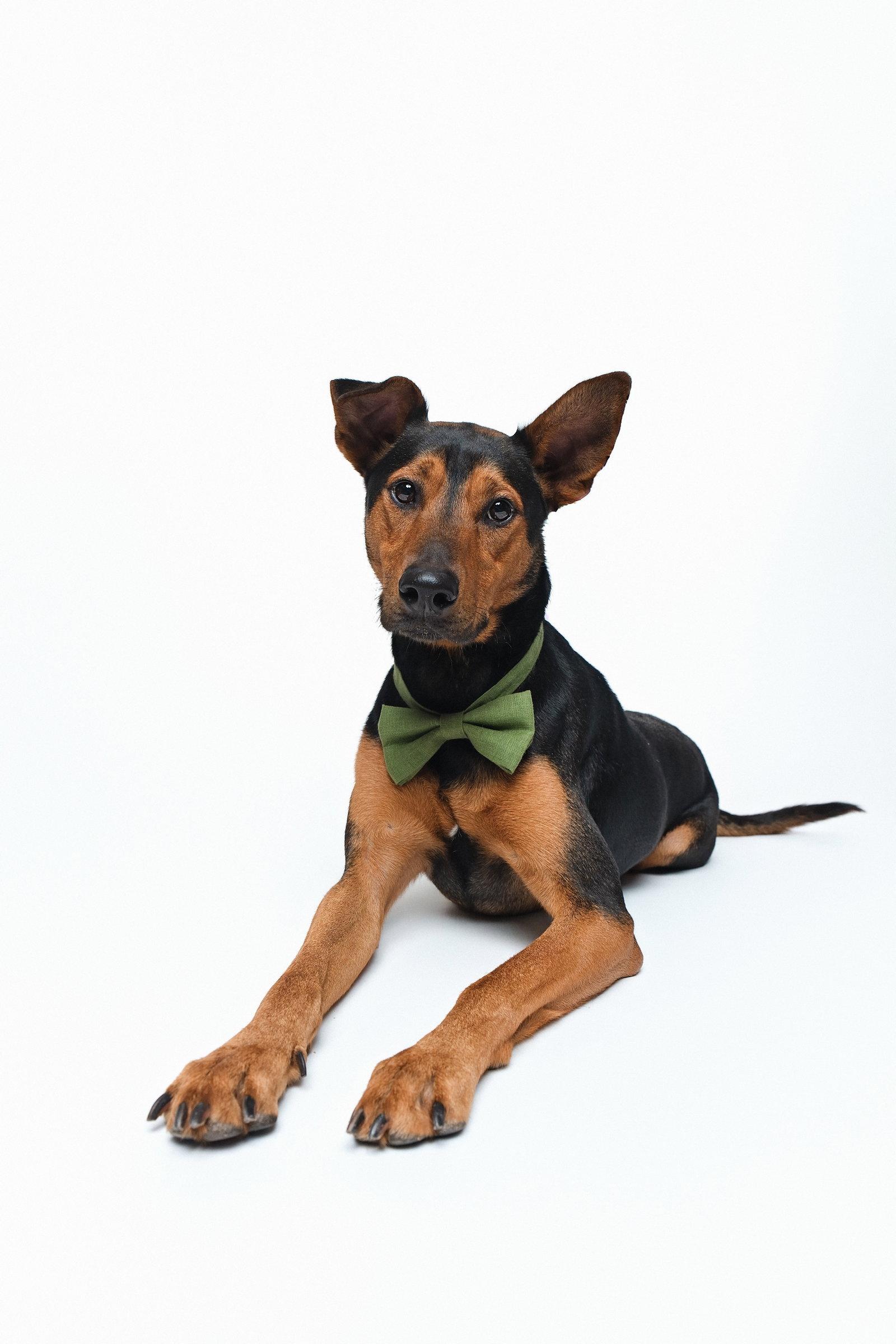Enlarge Ziggy, a Adoptable mixed breed in Houston, TX image 3/3