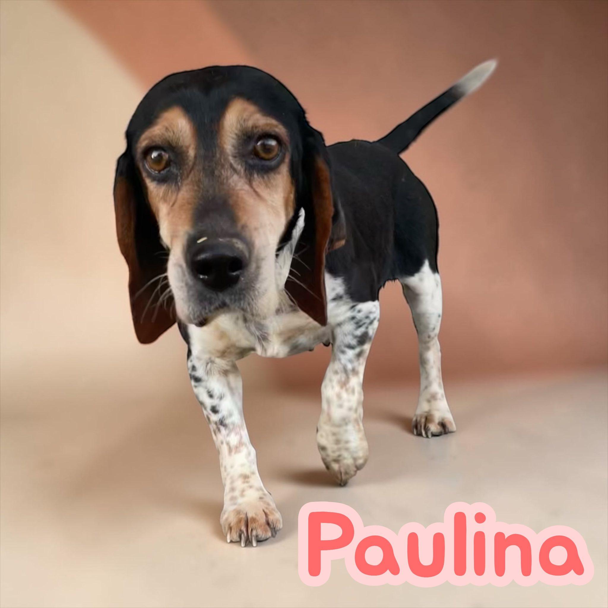 Paulina