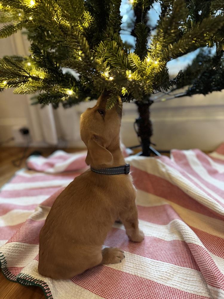 Rudolph AKA Rudy, Adoptable, Puppy Female Mixed Breed.