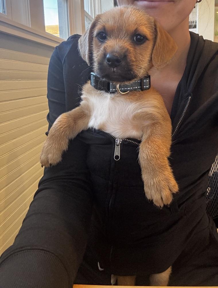 Enlarge Rudolph AKA Rudy, a Adoptable mixed breed image 2/5