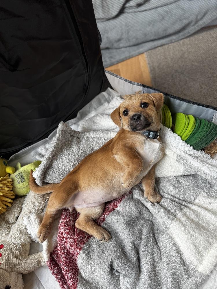 Enlarge Rudolph AKA Rudy, a Adoptable mixed breed image 3/5