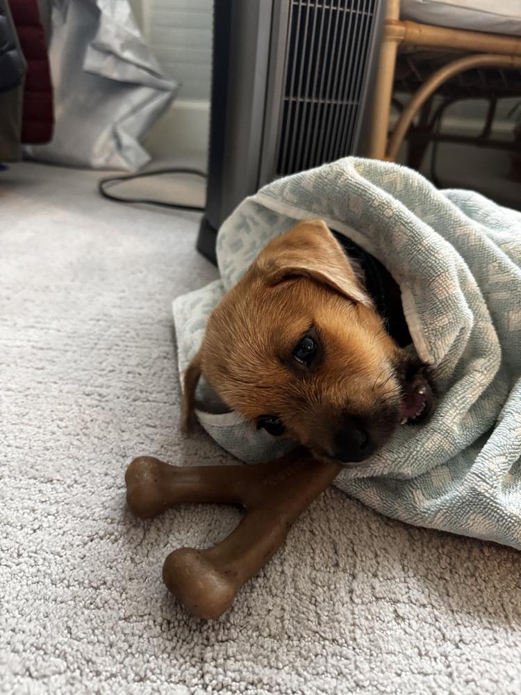 Enlarge Rudolph AKA Rudy, a Adoptable mixed breed image 4/5