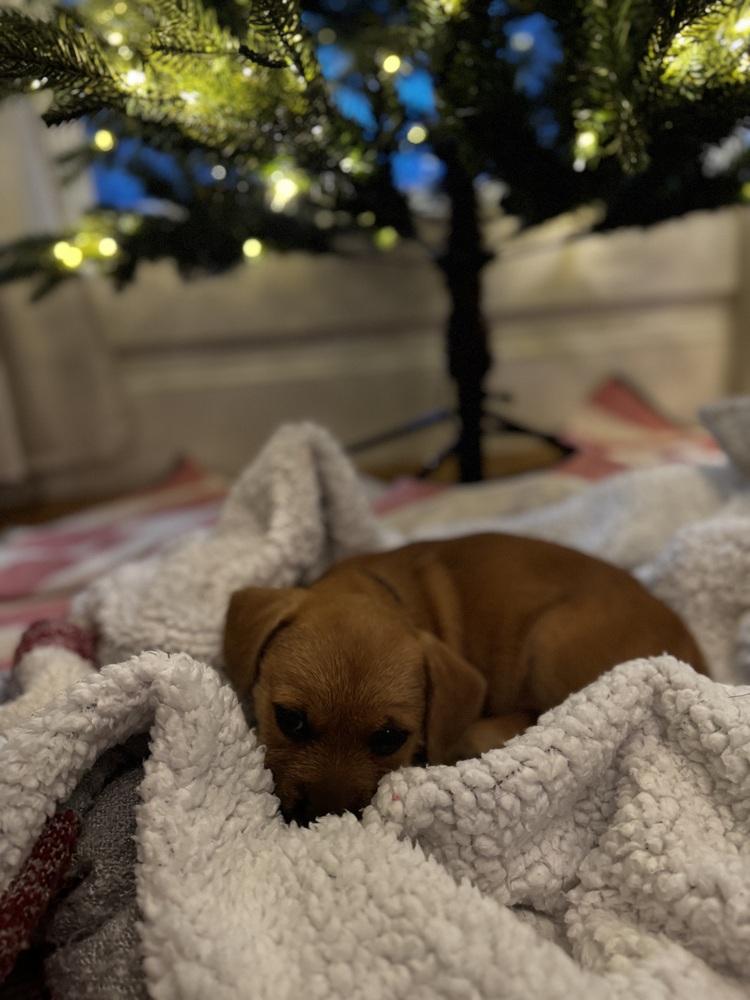 Enlarge Rudolph AKA Rudy, a Adoptable mixed breed image 5/5