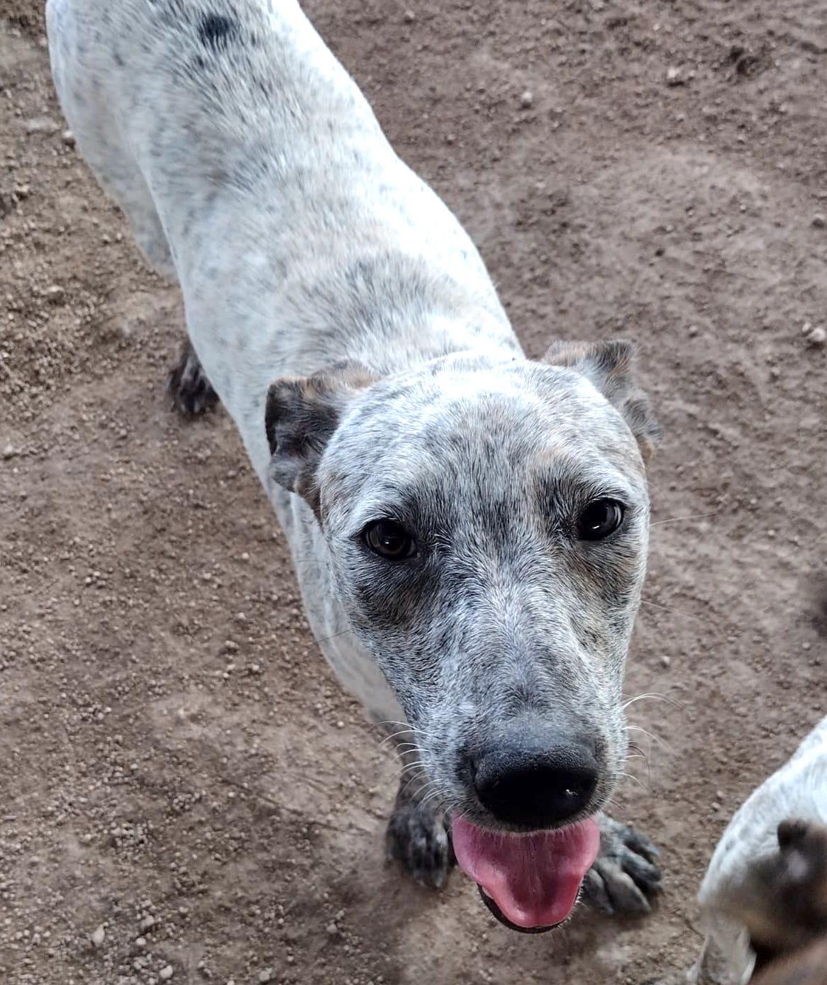 Amy (2), an adoptable Pit Bull Terrier in Mexicali, BCN, 21280 | Photo Image 4