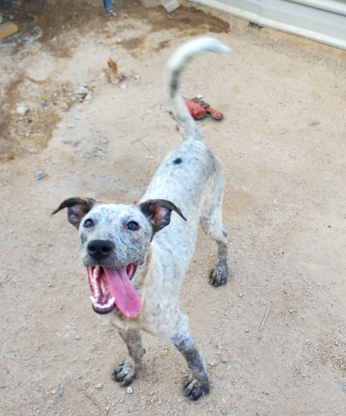 Amy (2), an adoptable Pit Bull Terrier in Mexicali, BCN, 21280 | Photo Image 2