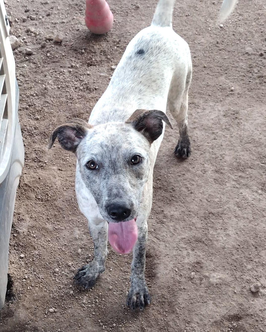 Amy (2), an adoptable Pit Bull Terrier in Mexicali, BCN, 21280 | Photo Image 1