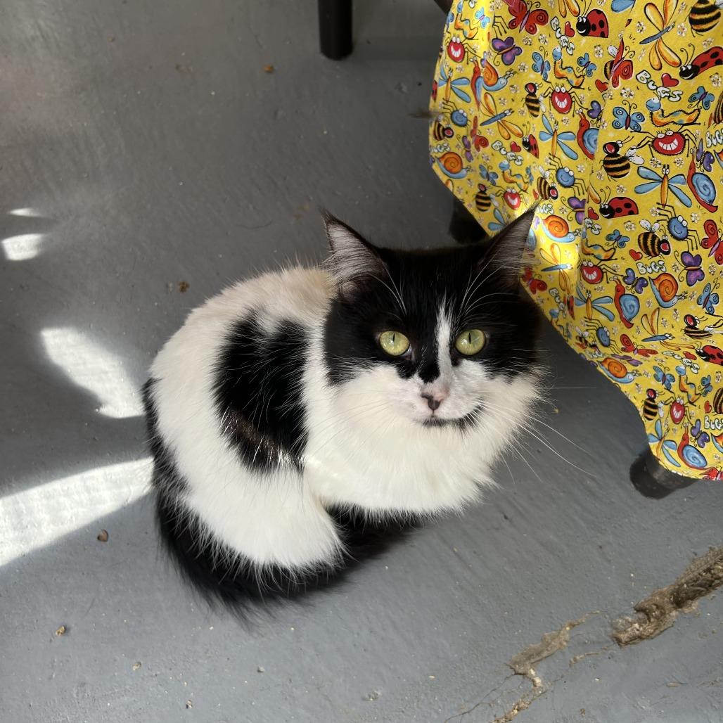 Enlarge Nina, a Adoptable Domestic Short Hair in Enterprise, AL image 1/2