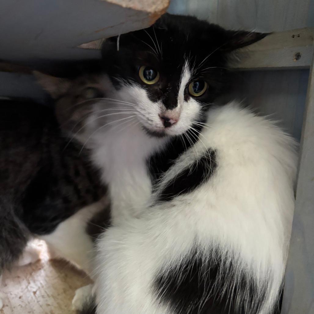 Nina, Adoptable, Adult Female Domestic Short Hair.