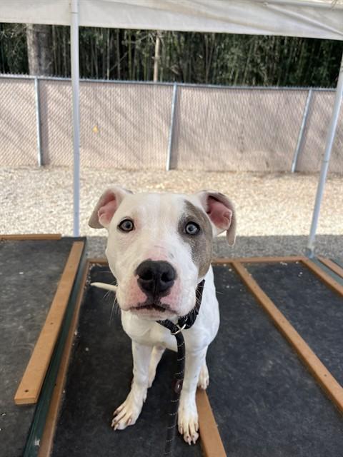 VULPIX, Adoptable, Young Female Pit Bull Terrier & Mixed Breed.