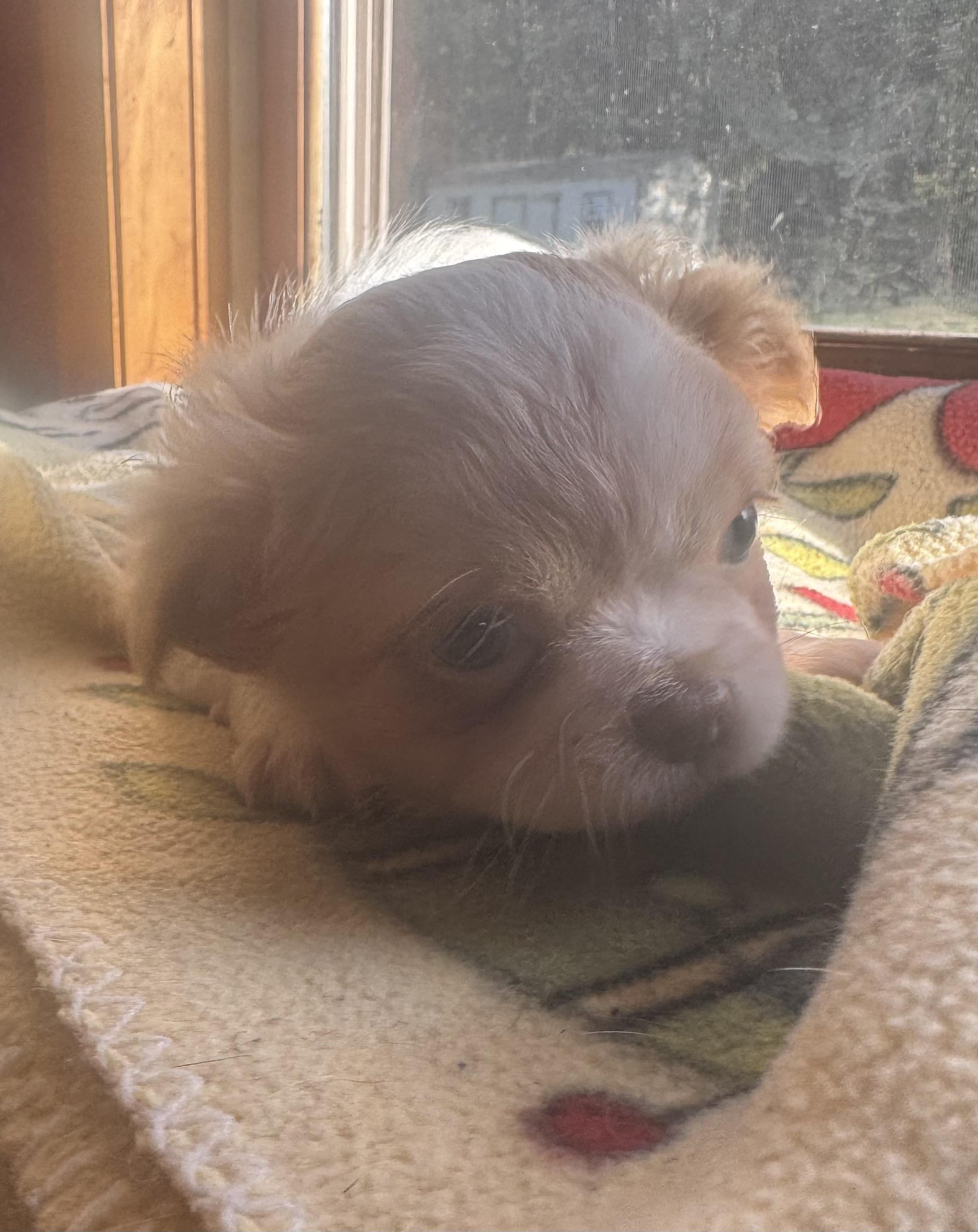 Enlarge Nelly, a Adopted mixed breed in Glenwood City, WI image 2/4