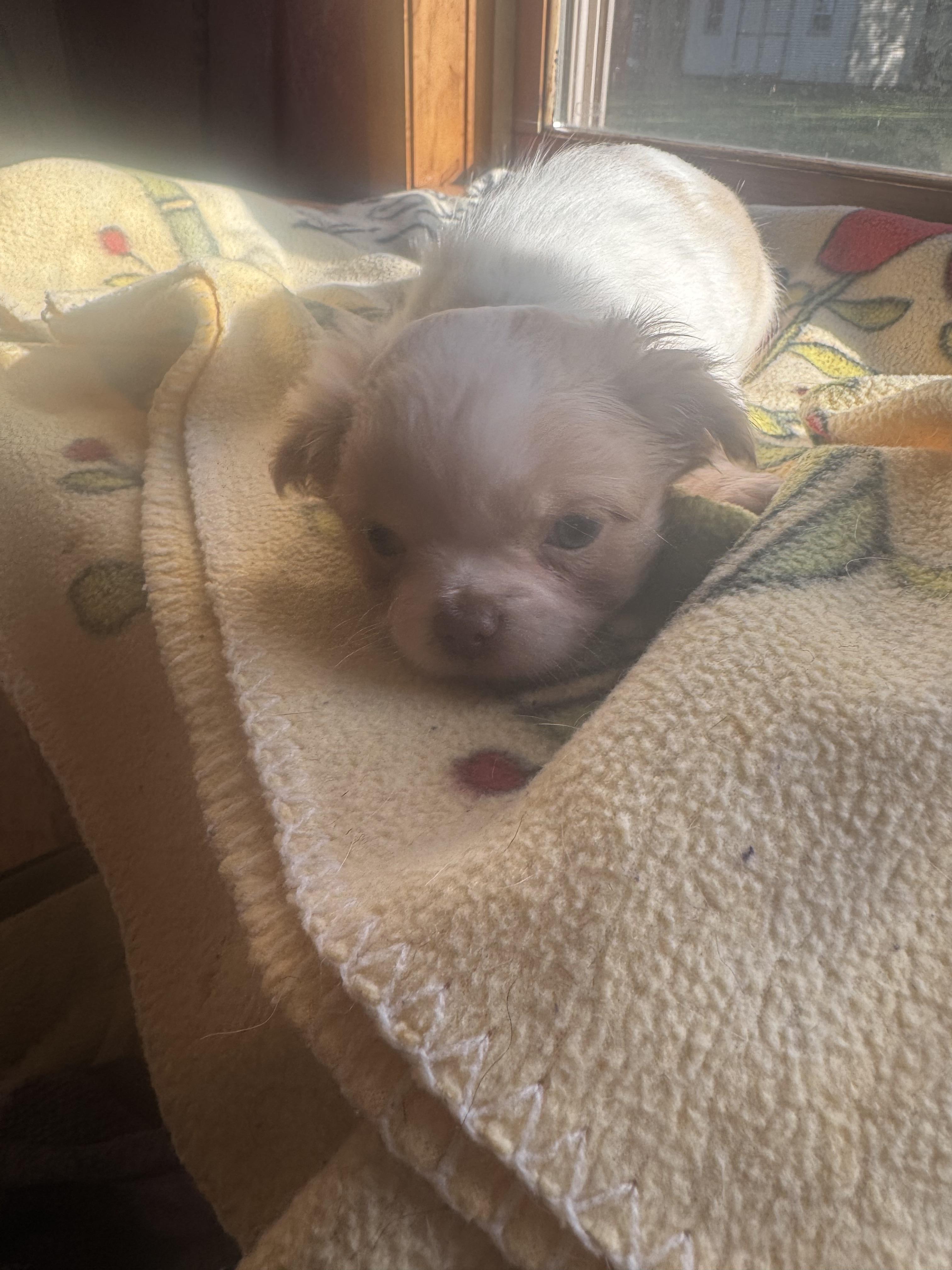 Nelly, Adopted, Puppy Female Pekingese & Chihuahua.