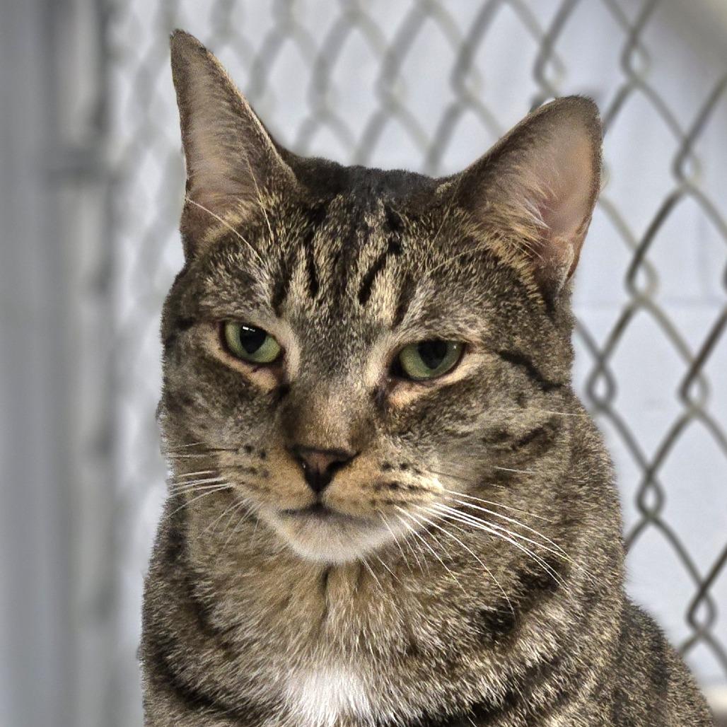 Asher, Adoptable, Adult Male Domestic Short Hair.