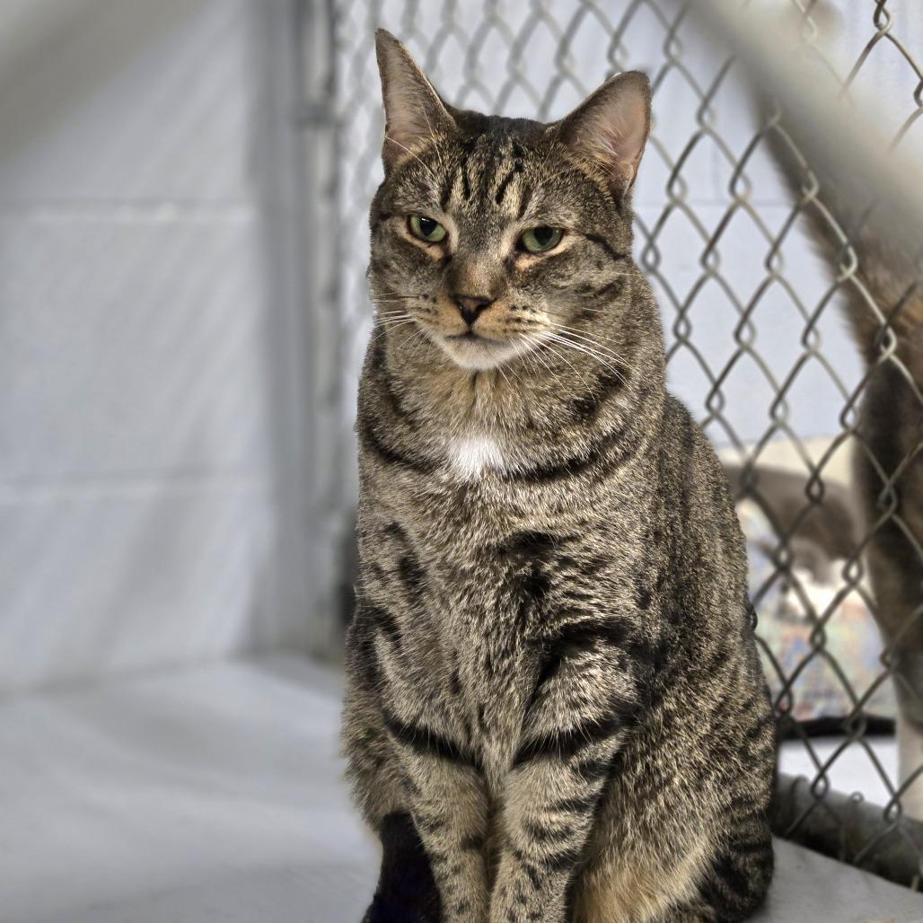 Enlarge Asher, a Adoptable Domestic Short Hair in Lexington, SC image 2/2