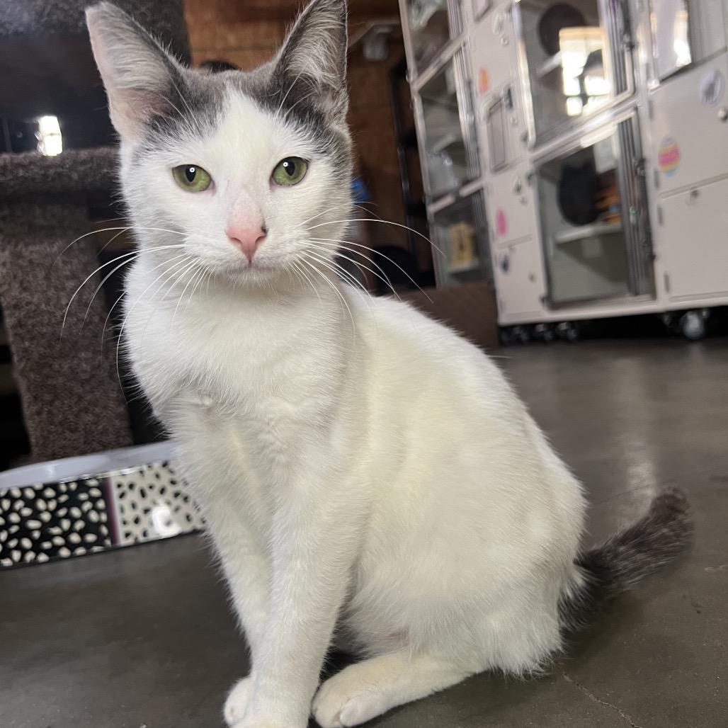 Edwin, Adoptable, Young Male Domestic Short Hair.