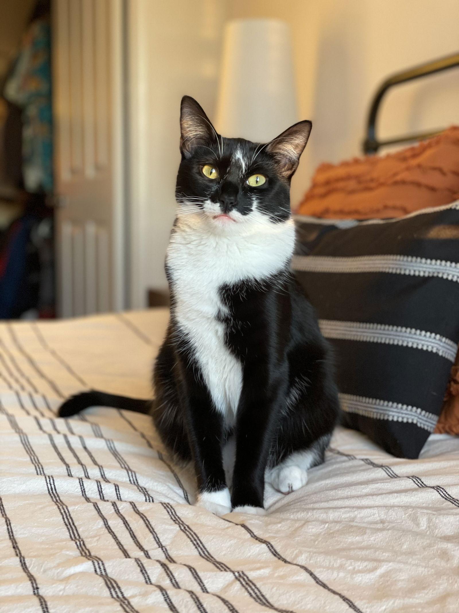 Mia, a Adoptable Tuxedo in Orange, CA image 1/2