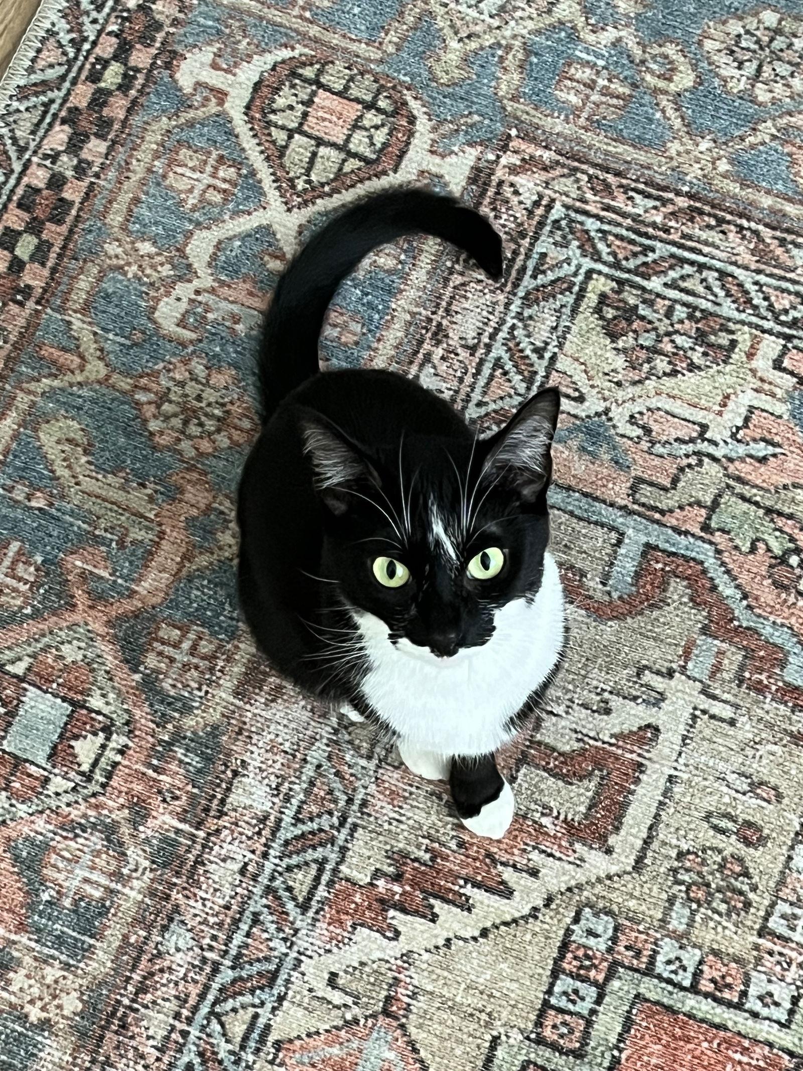 Enlarge Mia, a Adoptable Tuxedo in Orange, CA image 2/2