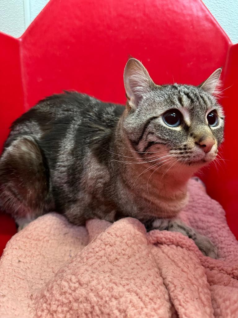 Enlarge Iggy, a Adoptable Siamese in Newberg, OR image 1/2