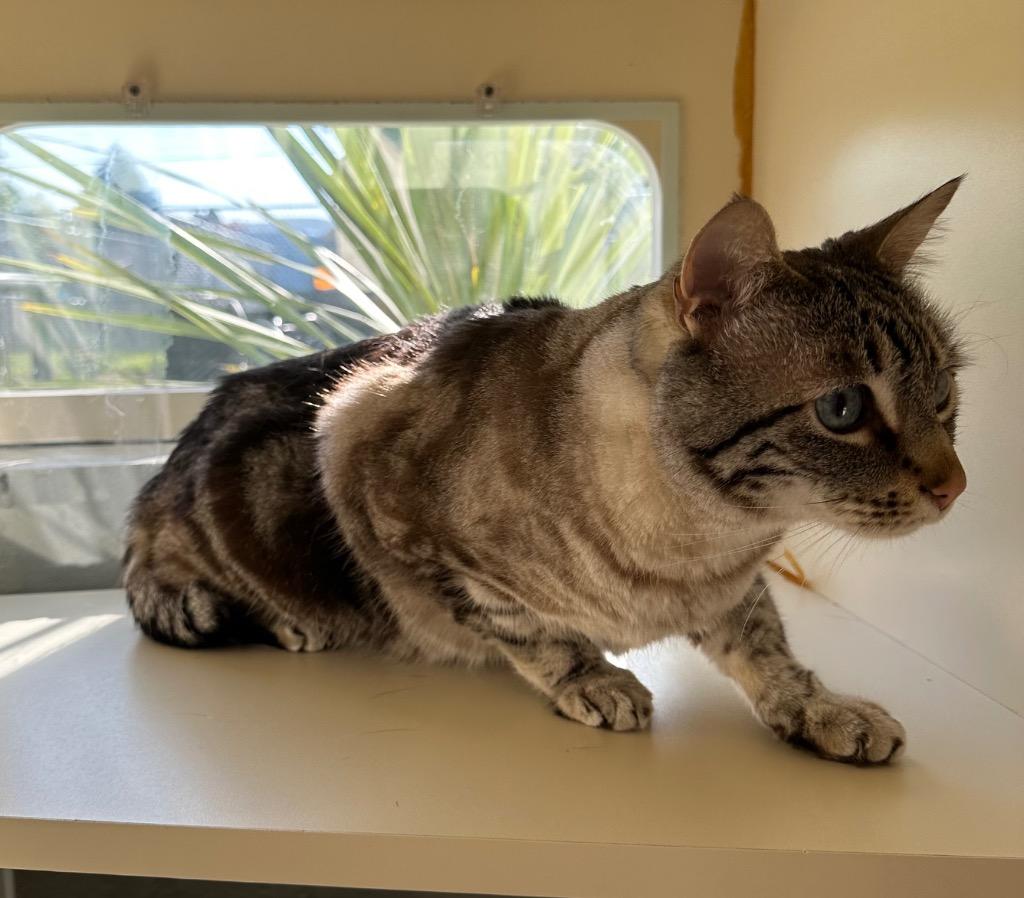 Iggy - Sponsored by Harry & Theodora Anastasiou, a Adoptable Siamese in Newberg, OR image 2/5