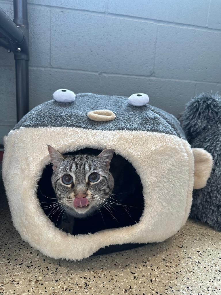 Enlarge Iggy, a Adoptable Siamese in Newberg, OR image 2/2