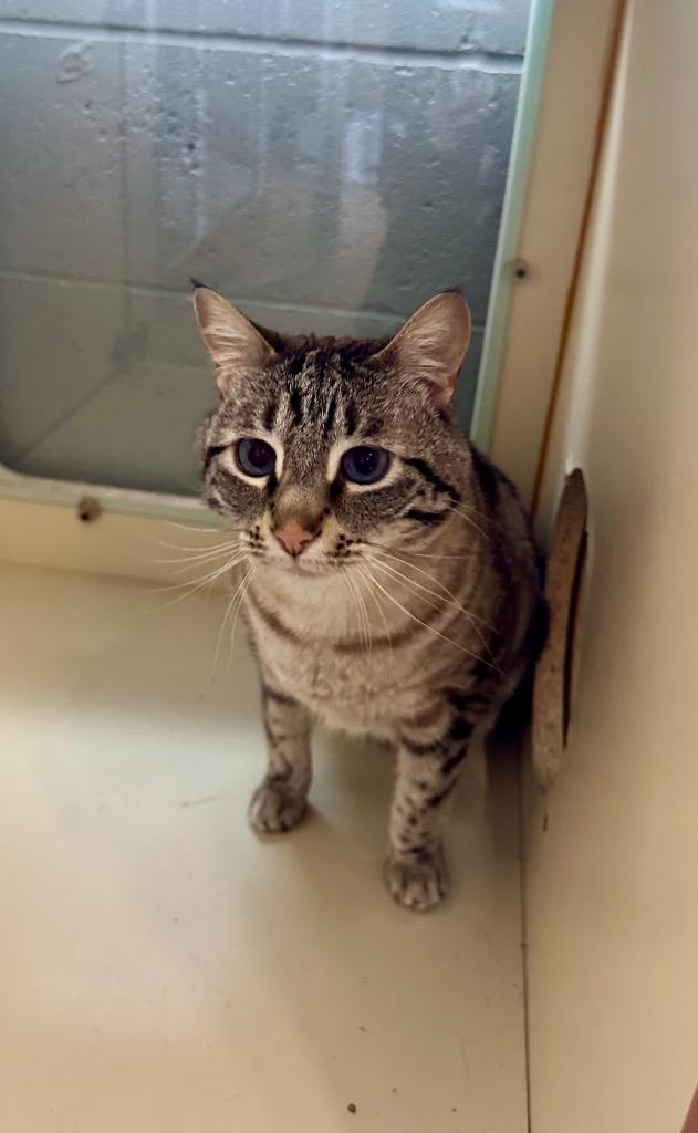 Iggy - Sponsored by Harry & Theodora Anastasiou, a Adoptable Siamese in Newberg, OR image 4/5