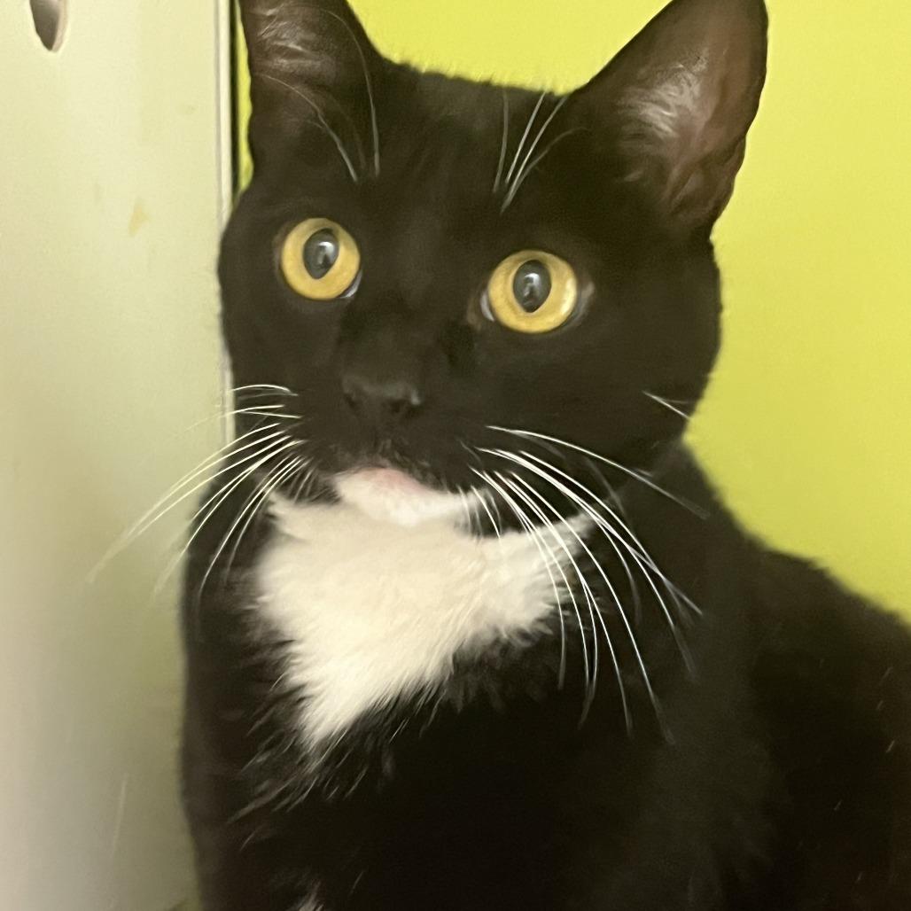 Enlarge Millie, a Adoptable Domestic Short Hair in Temecula, CA image 1/2