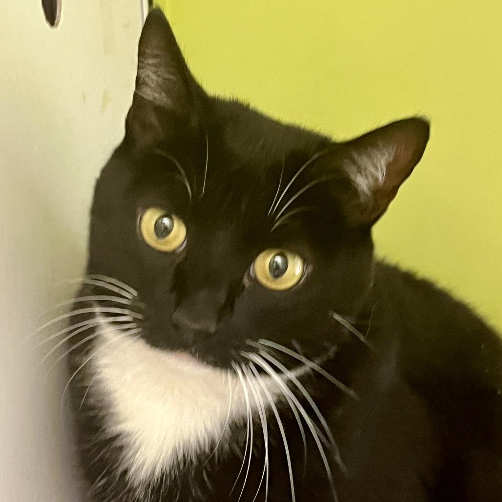 Enlarge Millie, a Adoptable Domestic Short Hair in Temecula, CA image 2/2