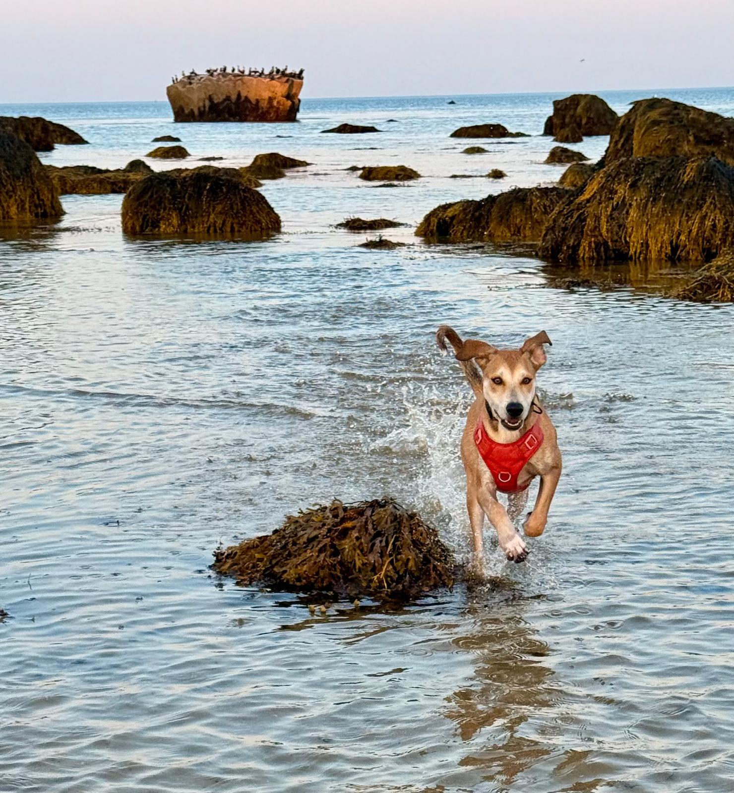 Enlarge Fig, an adopted Mixed Breed in Plymouth, MA image 6/6