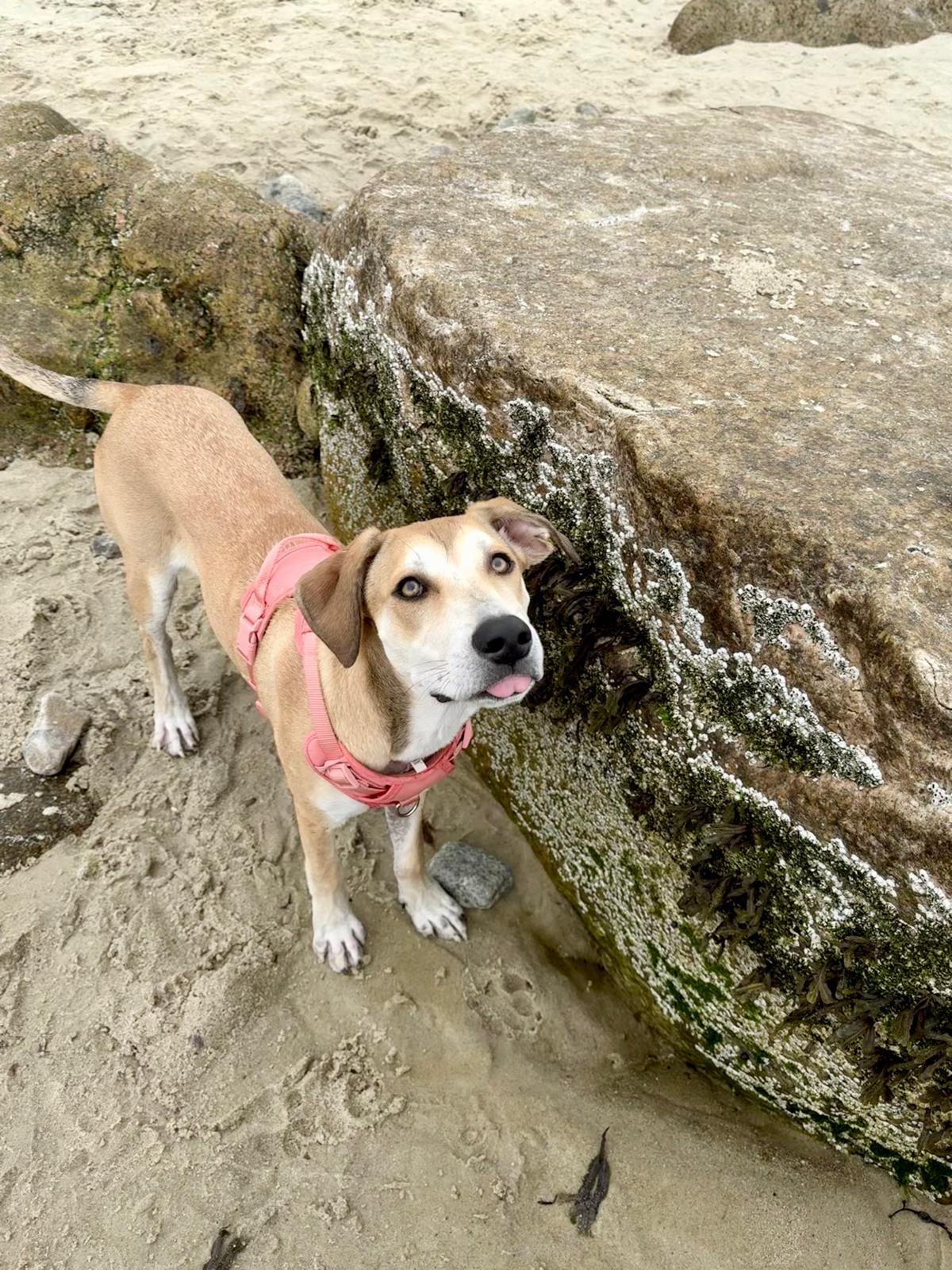 Enlarge Fig, an adopted Mixed Breed in Plymouth, MA image 5/6