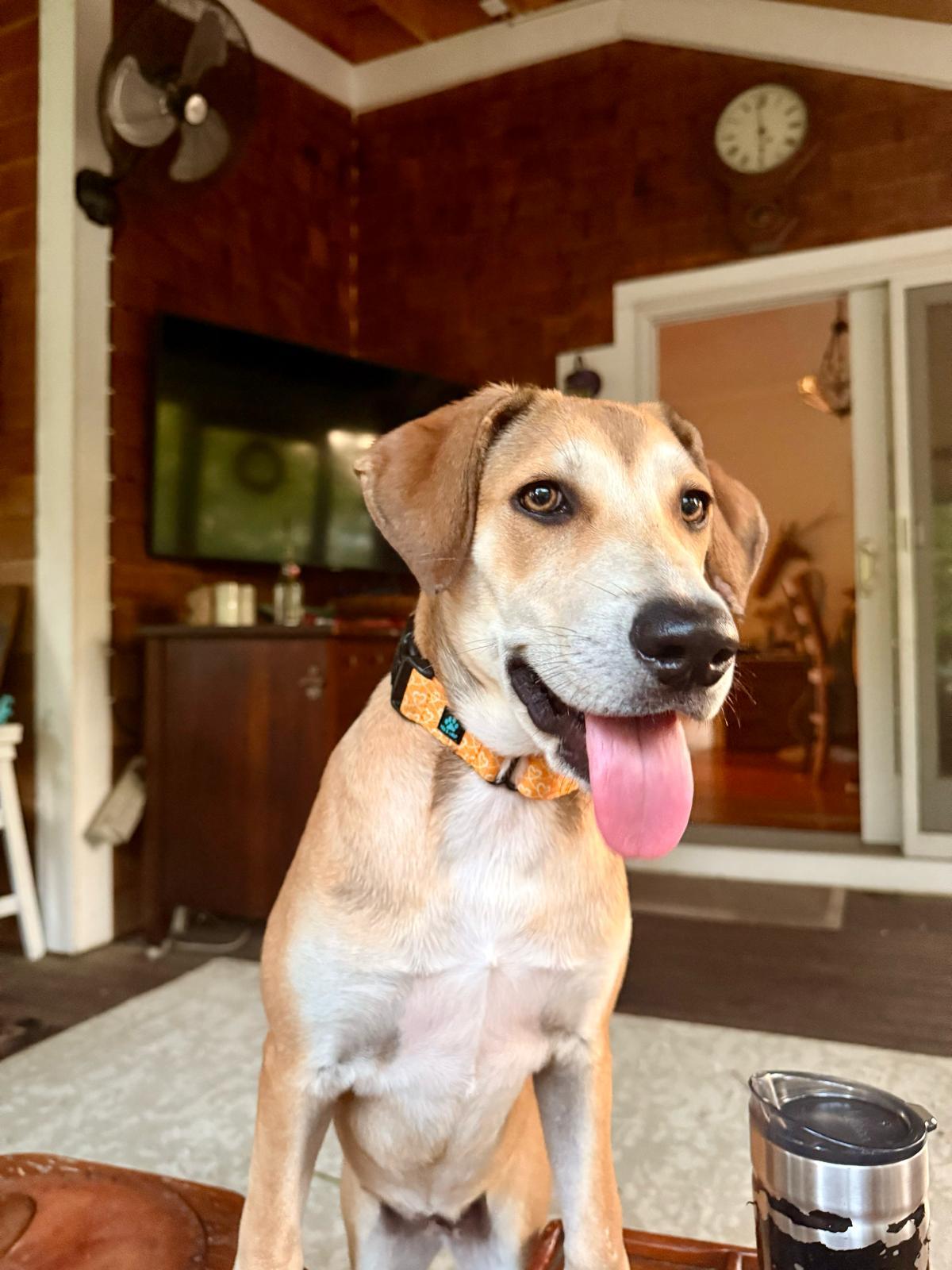 Enlarge Fig, an adopted Mixed Breed in Plymouth, MA image 2/6