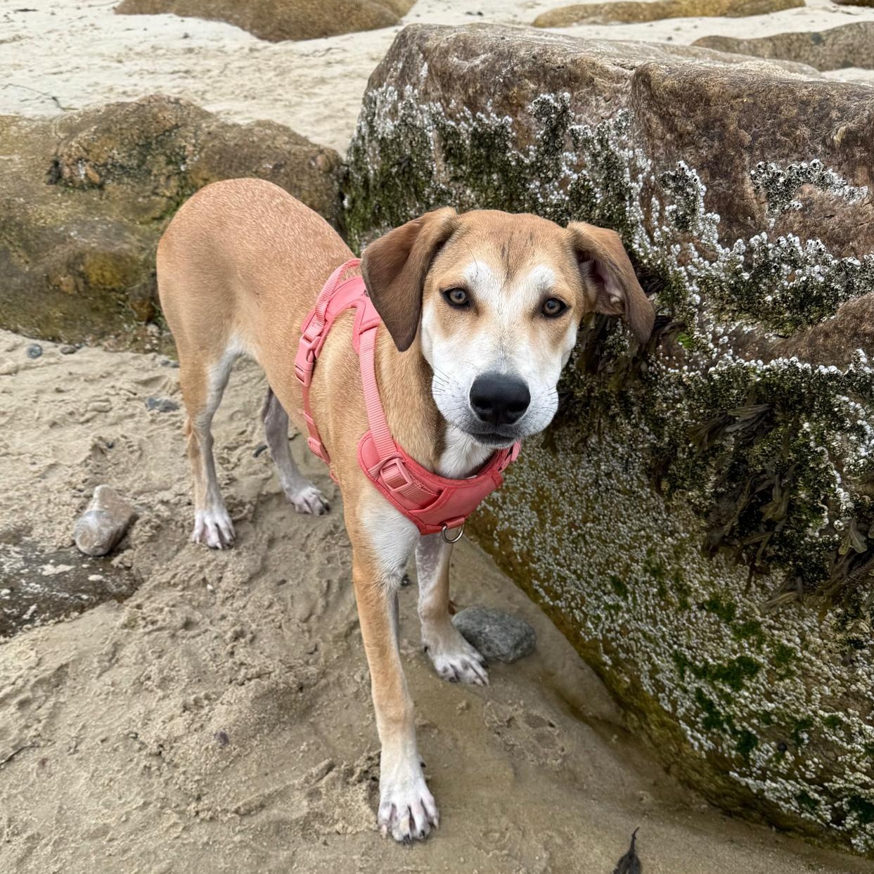 Enlarge Fig, an adopted Mixed Breed in Plymouth, MA image 3/6