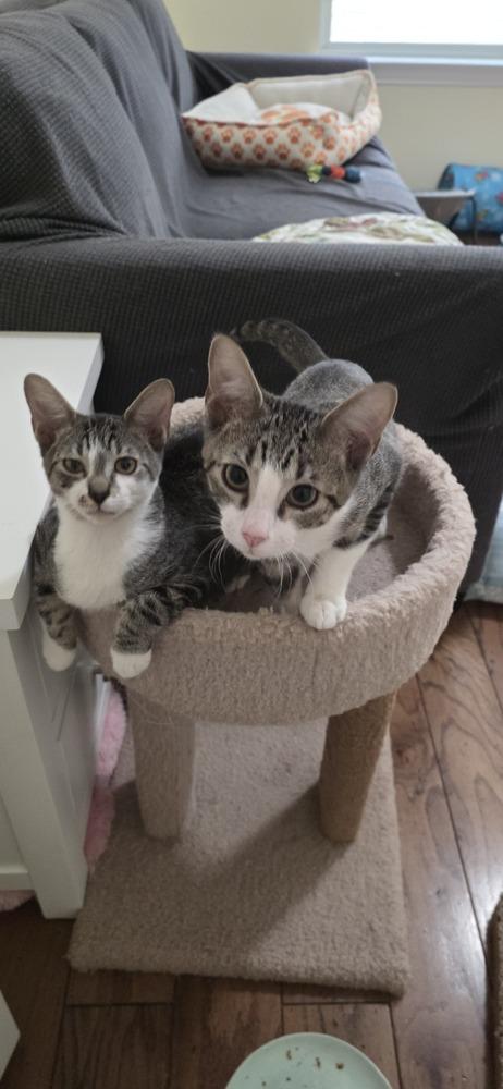 Juicy Love Dion, Adoptable, Kitten Male Tabby & Siamese.
