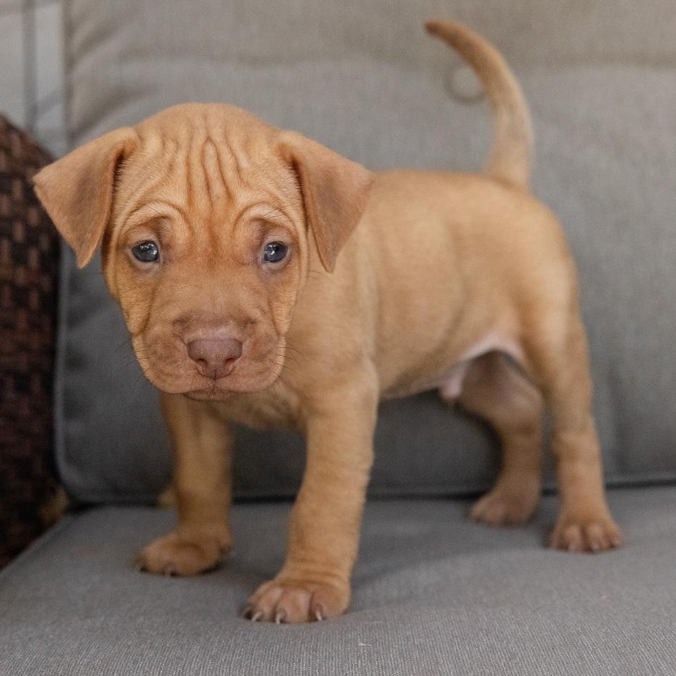 Enlarge Riley, a Adopted mixed breed in Pflugerville, TX image 4/6
