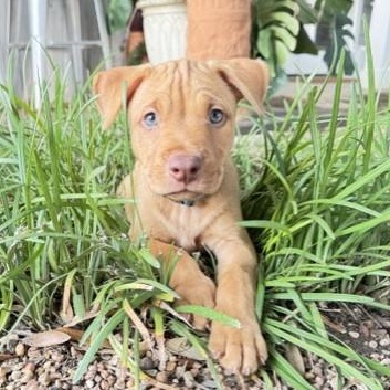 Enlarge Riley, a Adopted mixed breed in Pflugerville, TX image 1/6