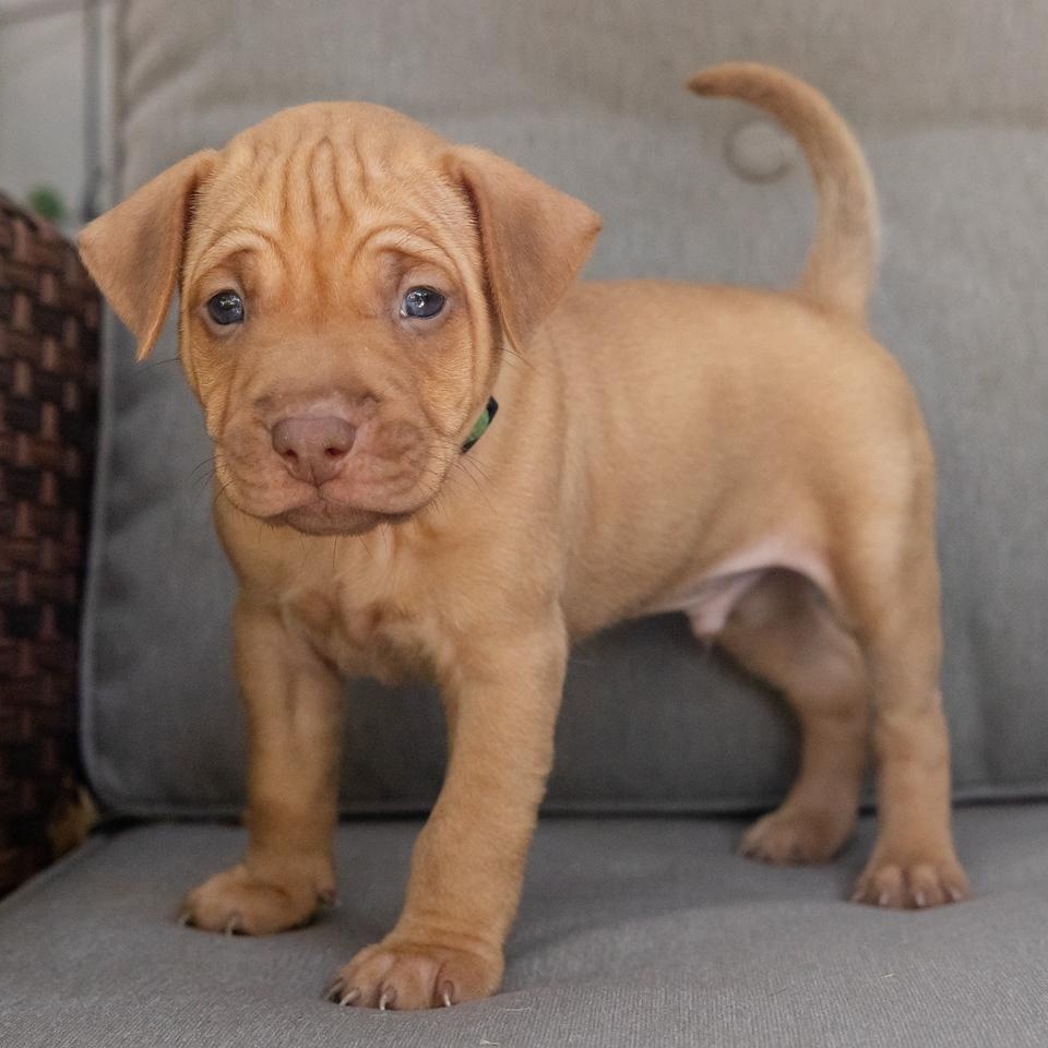 Enlarge Riley, a Adopted mixed breed in Pflugerville, TX image 5/6
