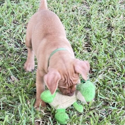 Enlarge Riley, a Adopted mixed breed in Pflugerville, TX image 6/6