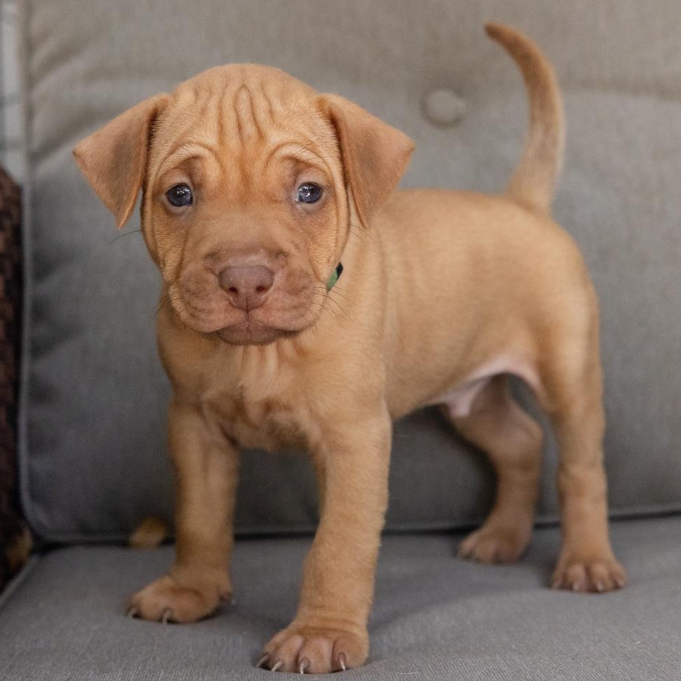 Enlarge Riley, a Adopted mixed breed in Pflugerville, TX image 2/6