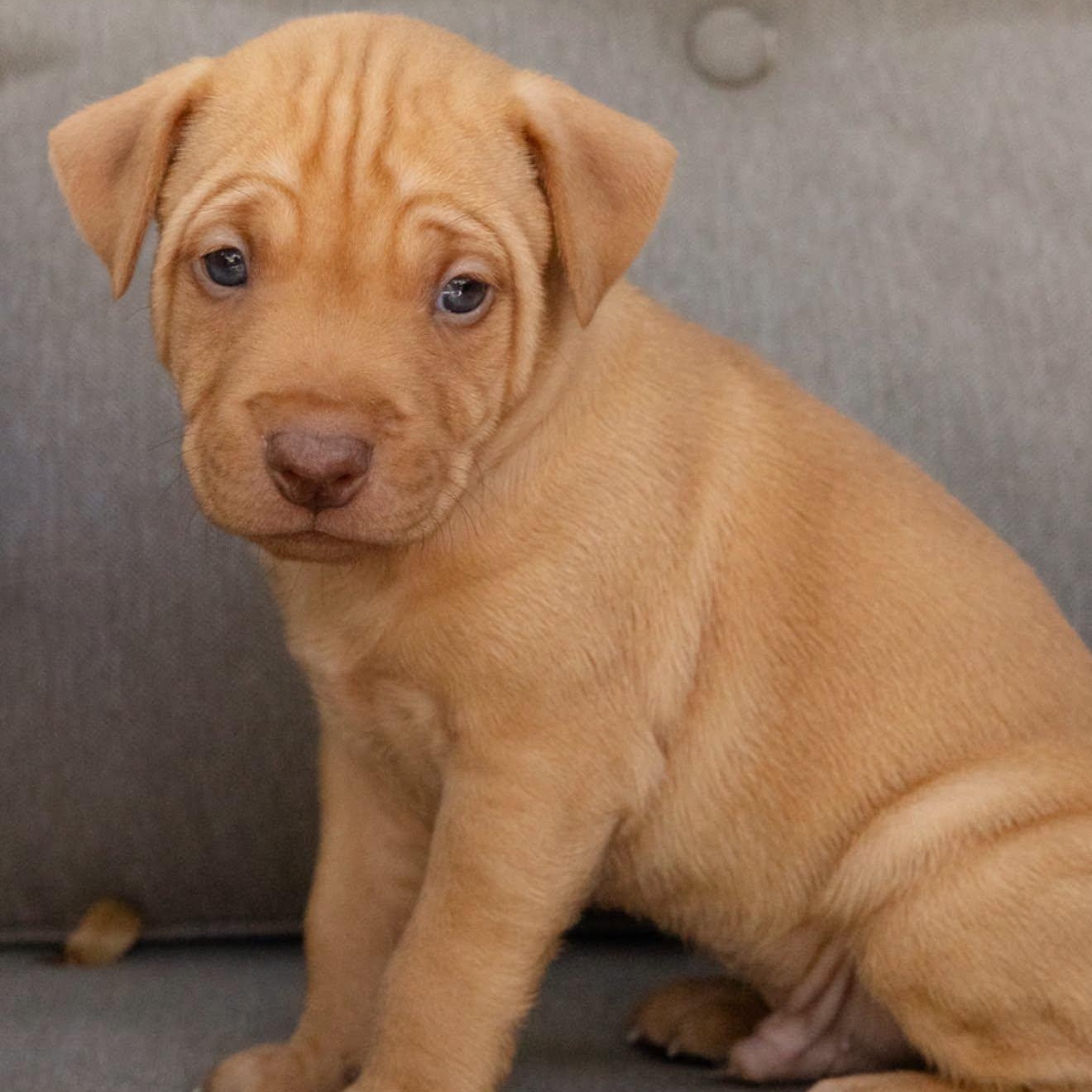 Enlarge Riley, a Adopted mixed breed in Pflugerville, TX image 3/6