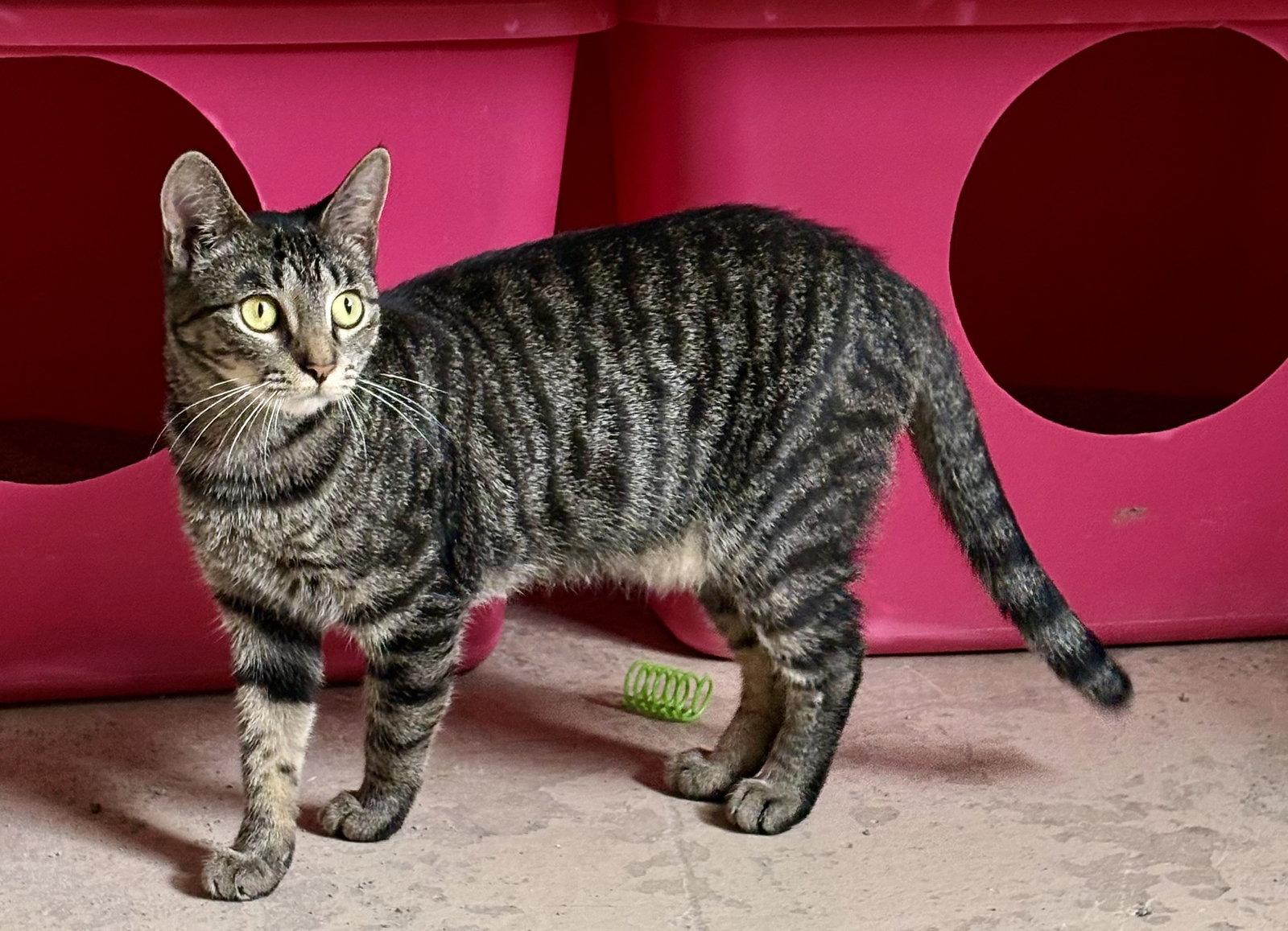 Lacey, a Adoptable Tabby in Flint Hill, VA image 1/3