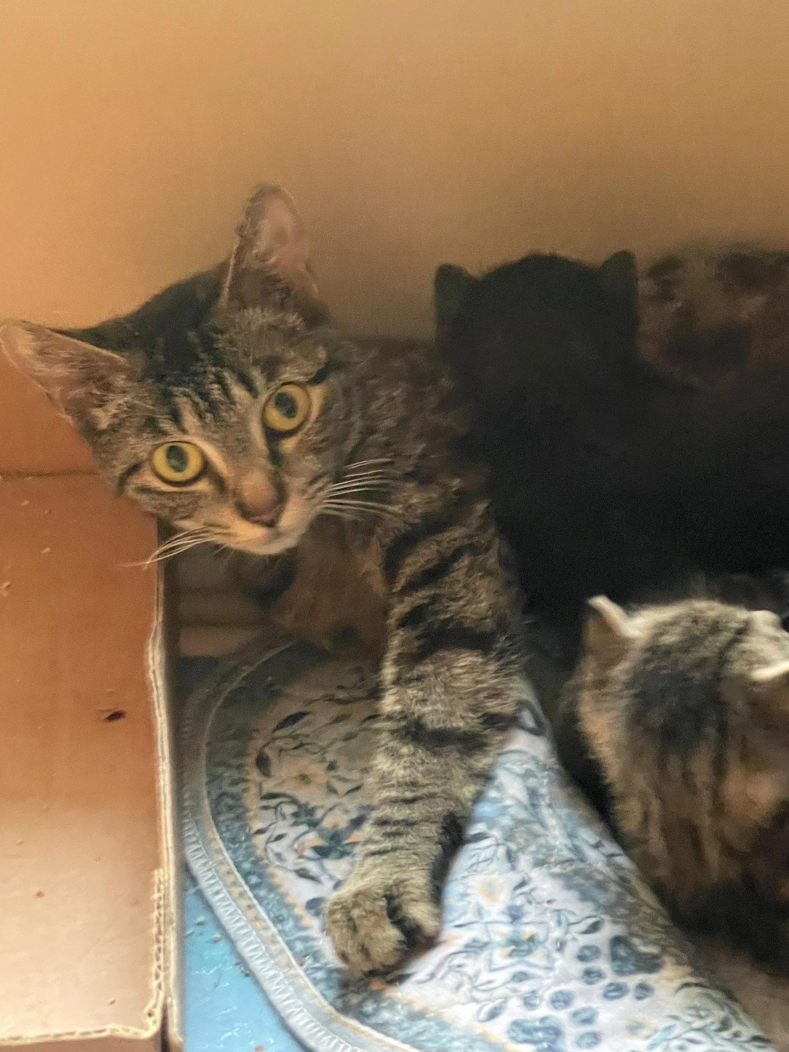 Tigga, a Adoptable Tabby in Flint Hill, VA image 1/2