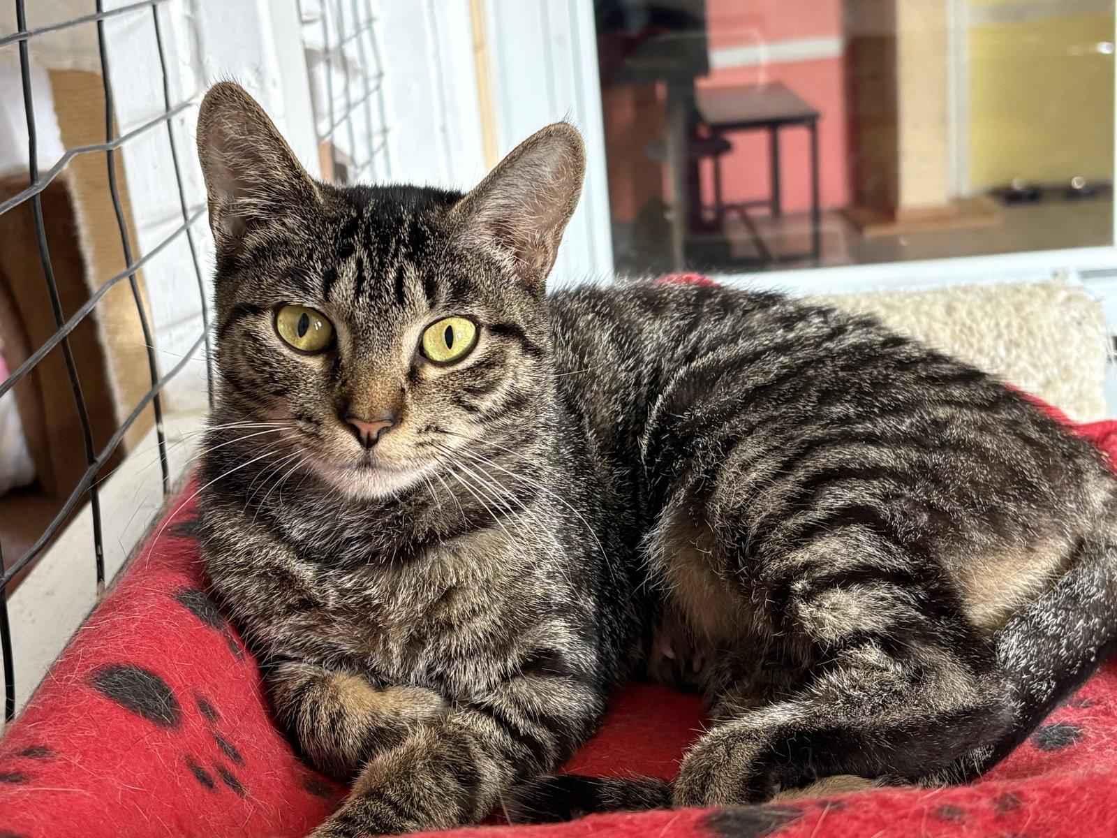 Lacey, Adoptable, Young Female Tabby.