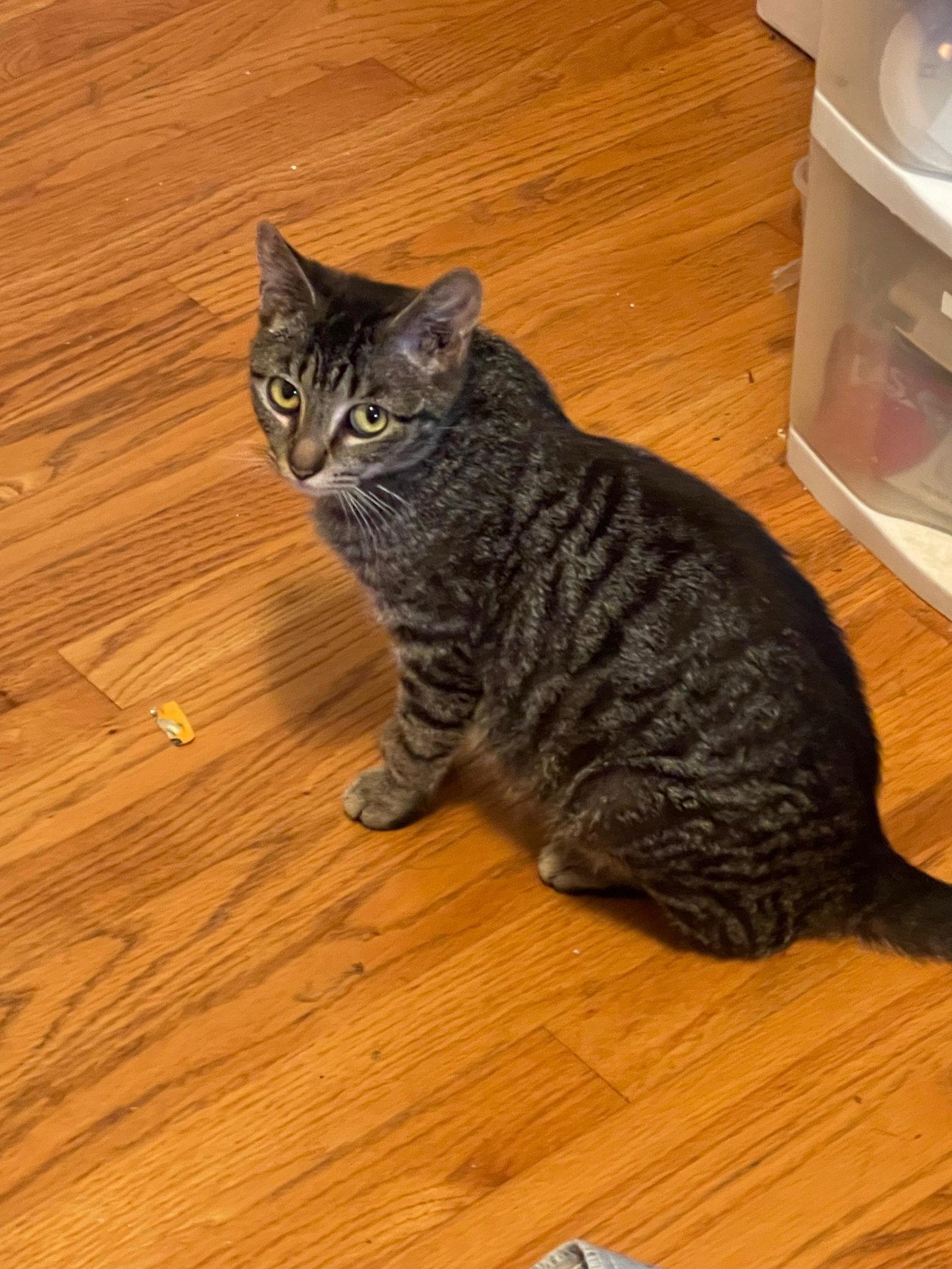 Tigga, a Adoptable Tabby in Flint Hill, VA image 2/2