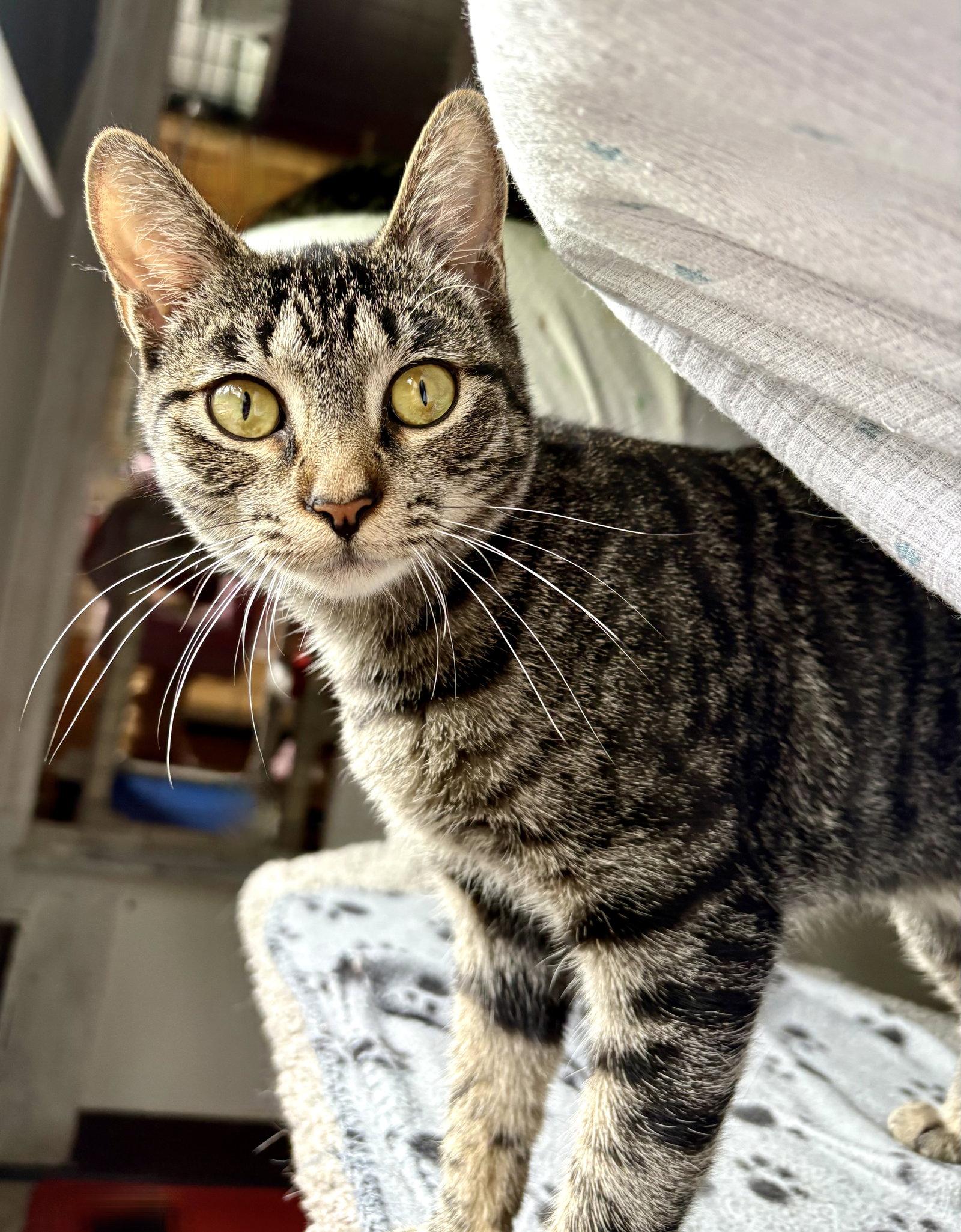 Lacey, a Adoptable Tabby in Flint Hill, VA image 3/3