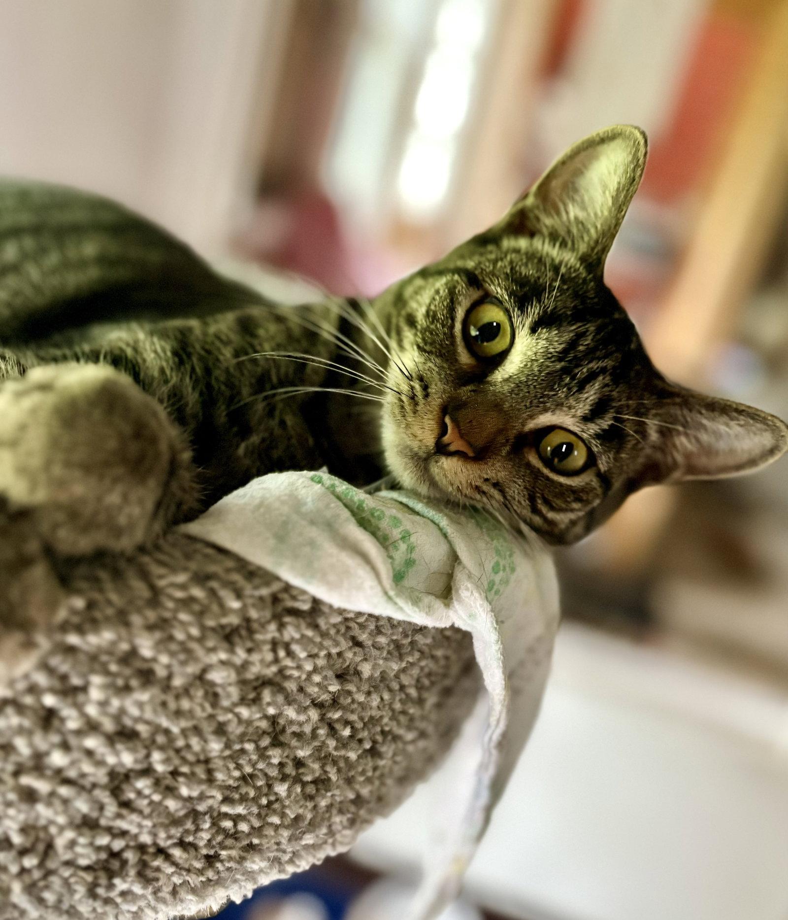 Lacey, a Adoptable Tabby in Flint Hill, VA image 3/3